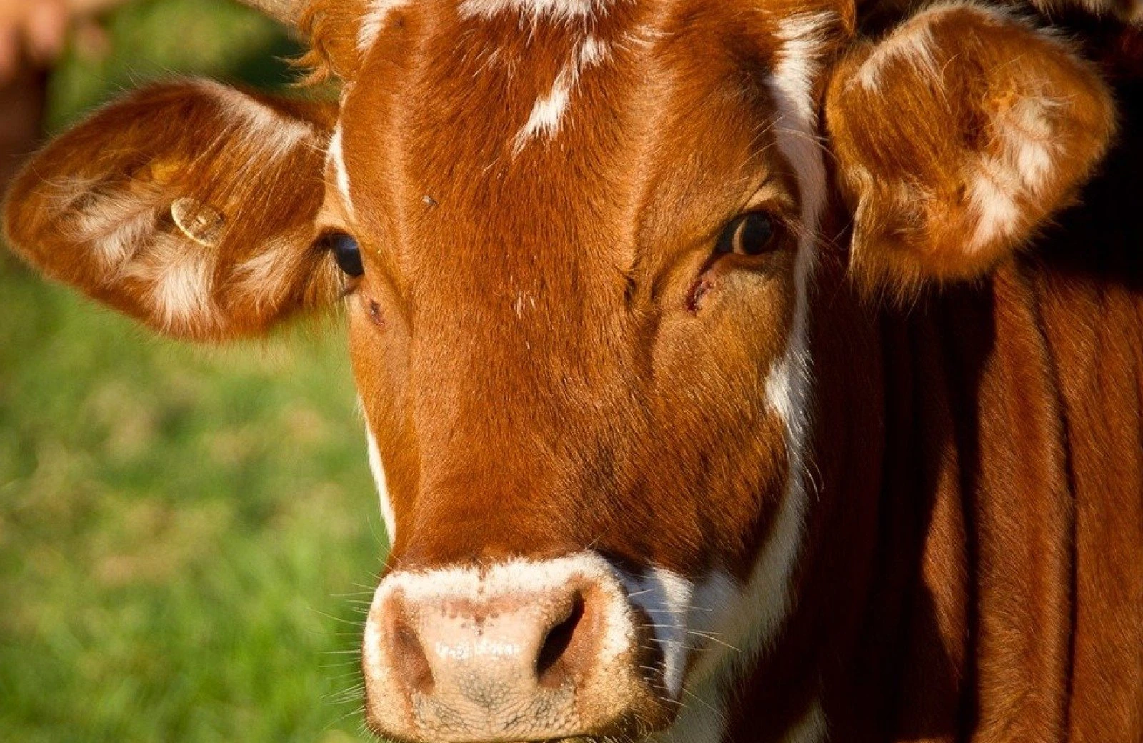 Koe betuwe boerderij